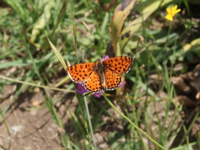 Melitaea didyma